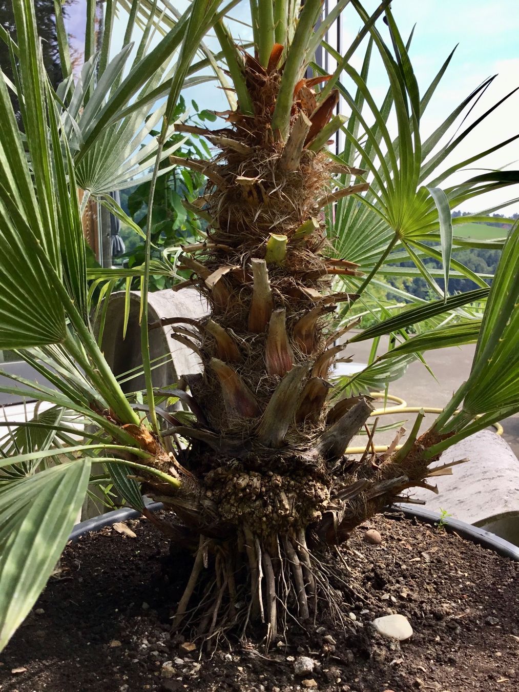 Piante & sementi: Original Sizilien Zwerg-Palme – Nuovo (secondo la descrizione) da Eggersriet venduto da Wiese61 2