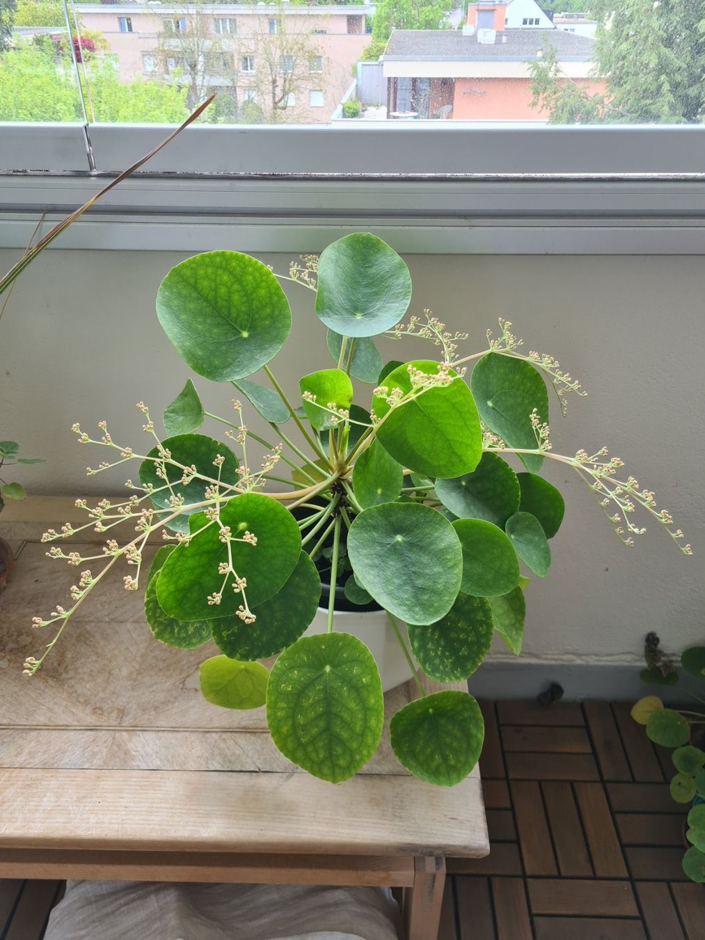 Piante & sementi: Pilea wunderschön mit Blüten – Usato da Reinach BL venduto da andreas_mueller