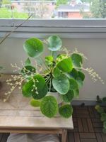 Pilea wunderschön mit Blüten