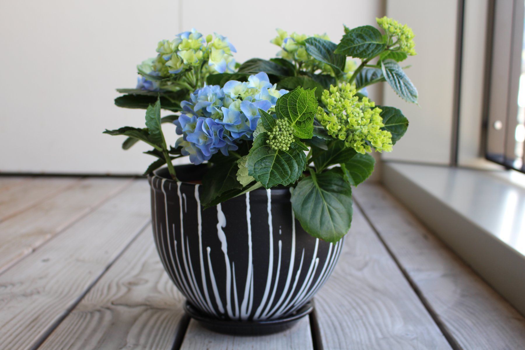 Vasi per fiori: Pflanzentopf/Blumentopf/Tontopf/Garten – Nuovo e nell'imballaggio originale da Zürich venduto da StellaKar 1