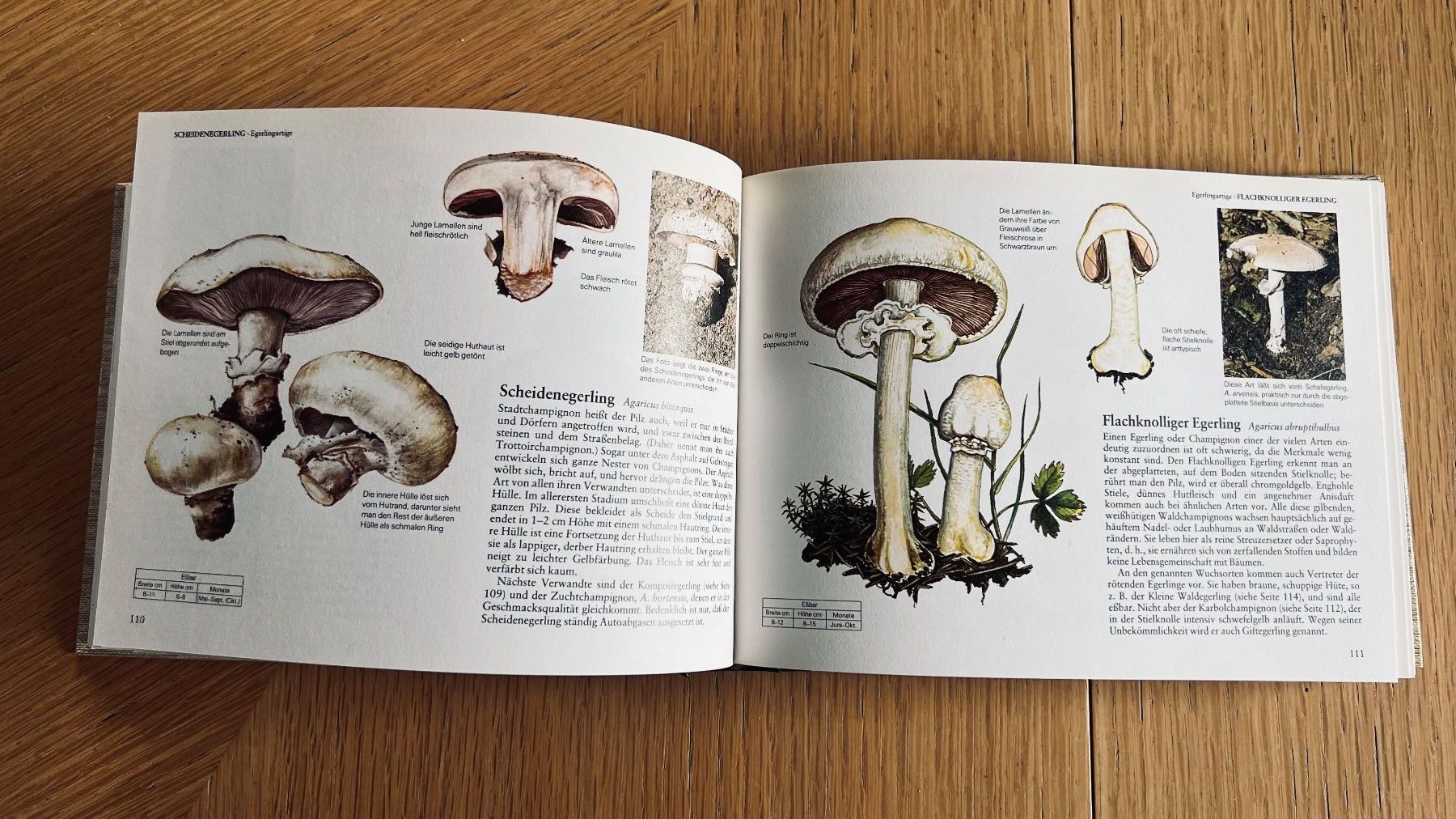 Libri: Pilze Mitteleuropas - Wegweiser Natur,1982 – Usato da Schübelbach venduto da Bemafaja 4