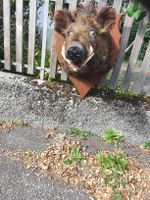 Wildschwein/ Keiler Kopfý