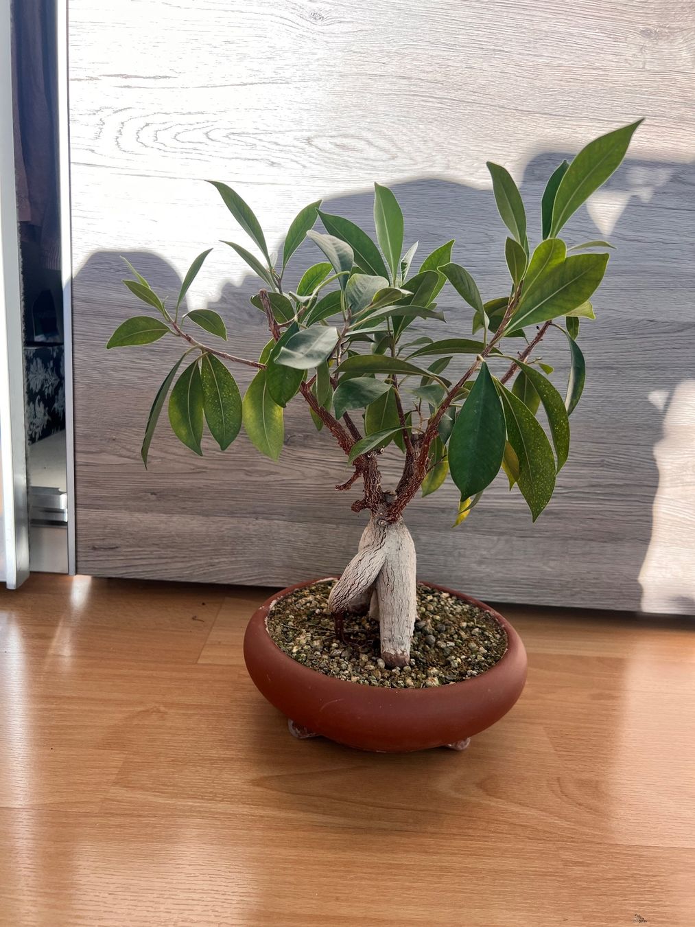Pflanzen & Samen: Bonsai Ficus – Gebraucht aus Goldach von Bonti 2