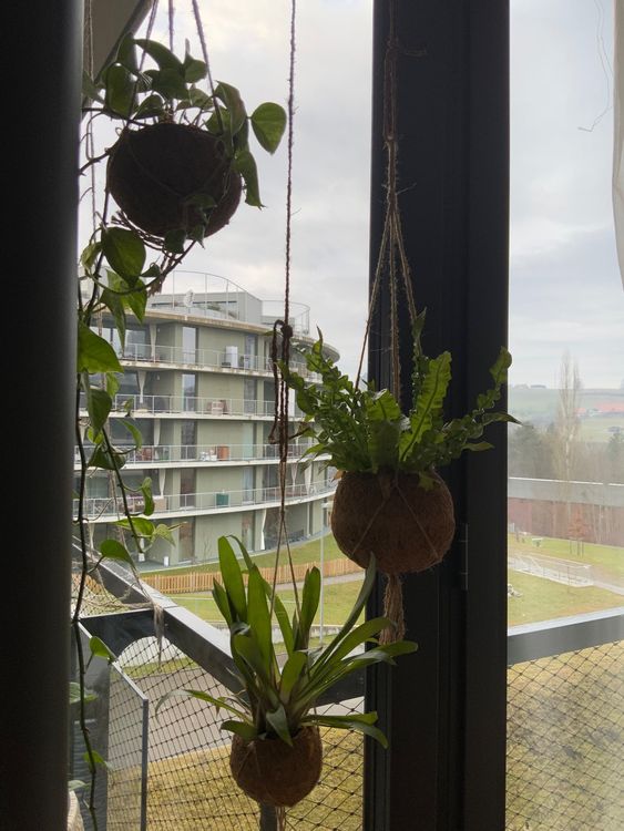 4 Hängepflanzen in Kokosnuss, Zimmerpflanzen Deko (Gebraucht) in Bern ...