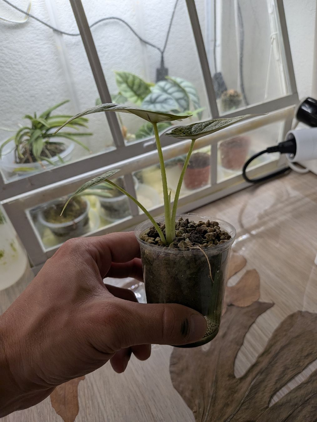 Piante & sementi: Alocasia Dragon scale mint – Usato da Genève venduto da Venellah 2