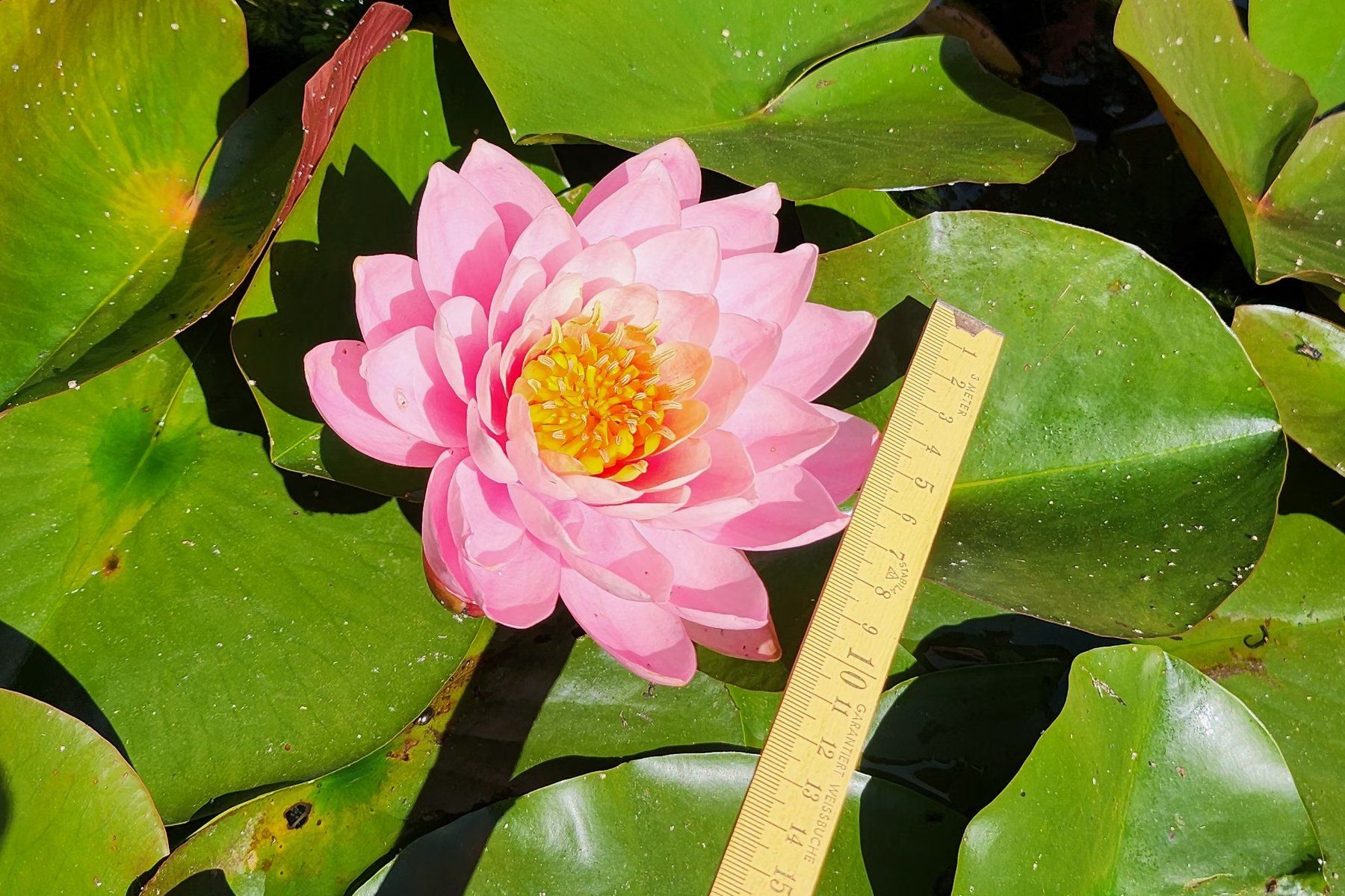 Plantes & graines: Seerose – D'occasion à Oetwil am See par Baitas 3