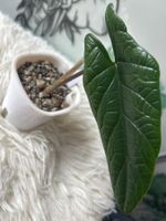 Alocasia Scalprum #14