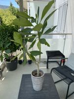 Plumeria Frangipani Nr. 2