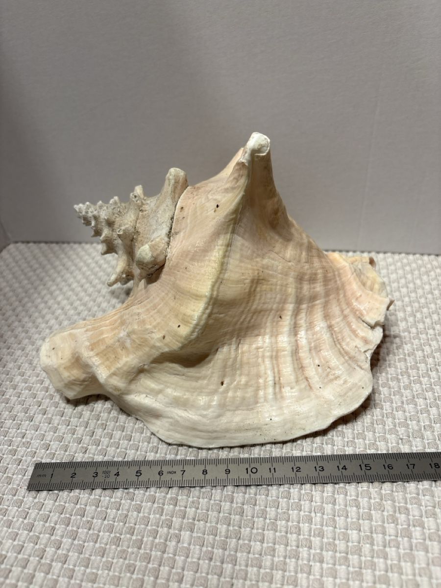 Tutte le decorazioni: riesen Muschel – Usato da Rümlang venduto da resale35 2