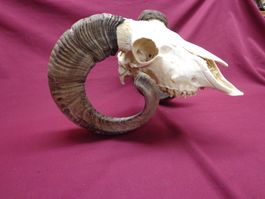 Widder, Geweihe, Trophäe, Horn, Dekoration, Jagd Abwurfst.
