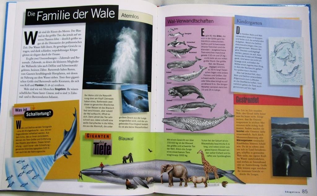 Libri: Ozeane - Jugendbuch – Usato da Widen venduto da LokiStar 1