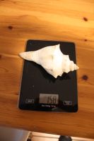 Muschel - 158 Gramm
