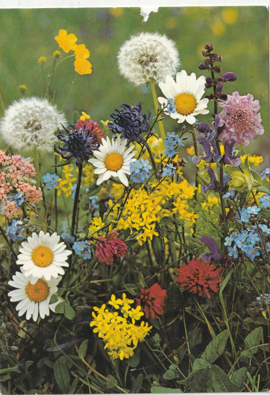 Ansichtskarten: Blumenkarte – Gebraucht aus Lumbrein von made02