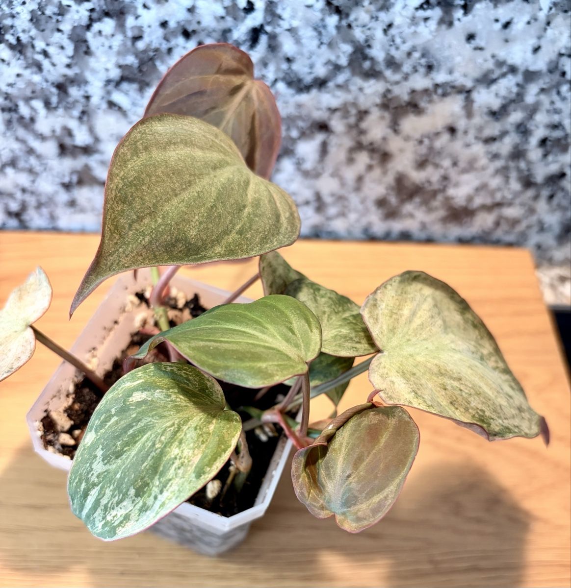 Piante & sementi: Philodendron Micans Pink Variegata – Usato da Kaiseraugst venduto da dka_b97z 3