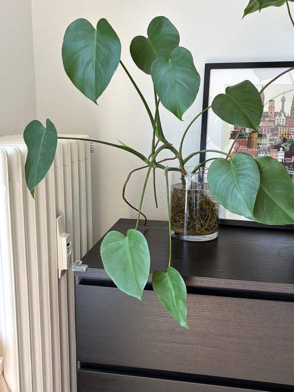 Pflanzen & Samen: Hydroponic Monstera mit Glas vase – Gebraucht aus Basel von sho_lfd6