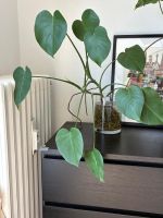 Hydroponic Monstera mit Glas vase