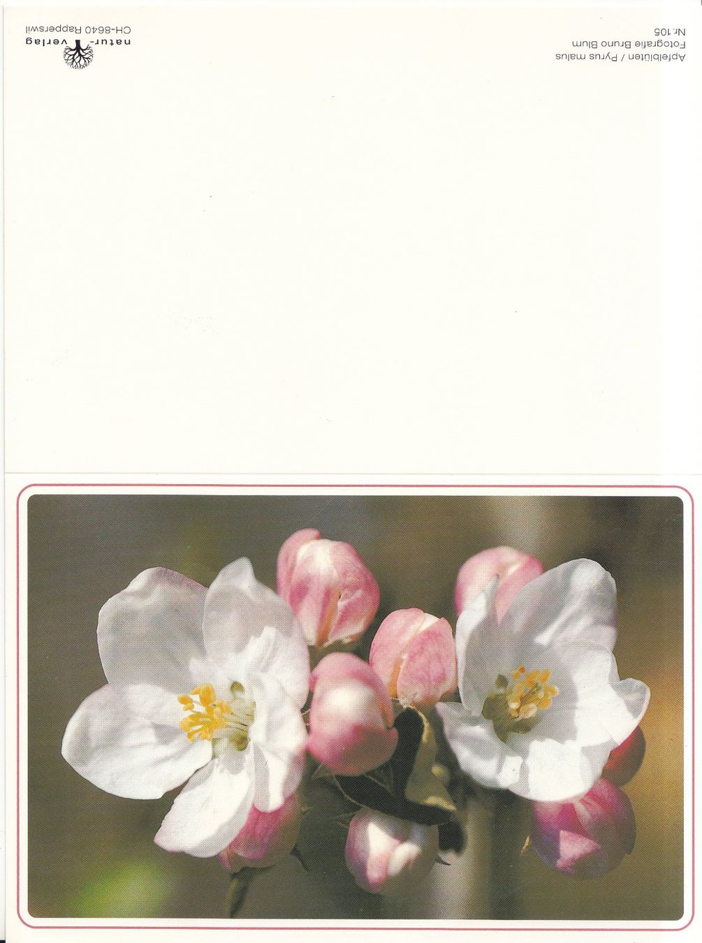 Cartes postales: DK Apfelblüten, Bruno Blum – Neuf (Voir description) à Bürglen TG par StampGraf