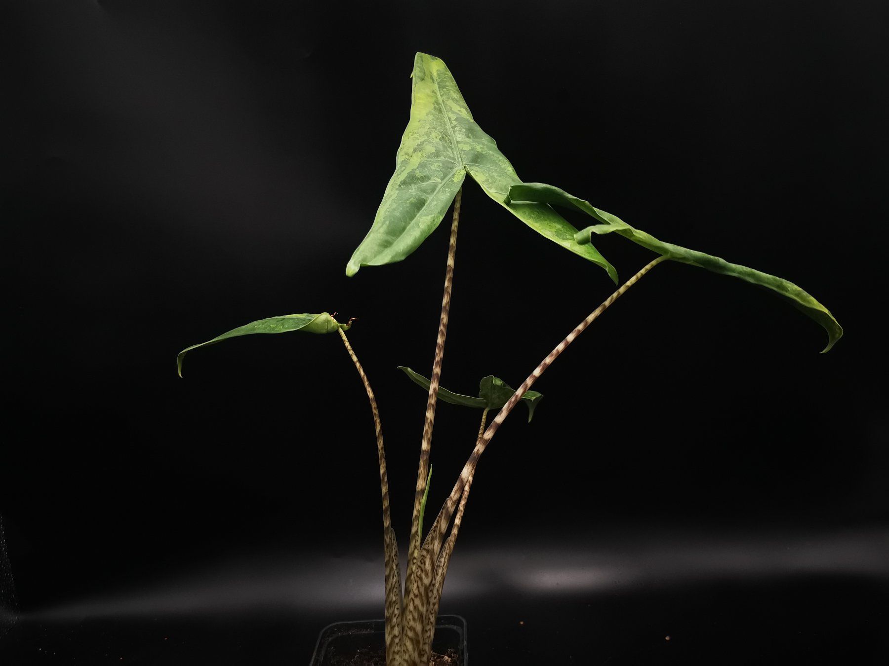 Alocasia zebrina aurea variegata (Gebraucht) in Grningen fr CHF 75  mit  Lieferung auf Ricardo kaufen
