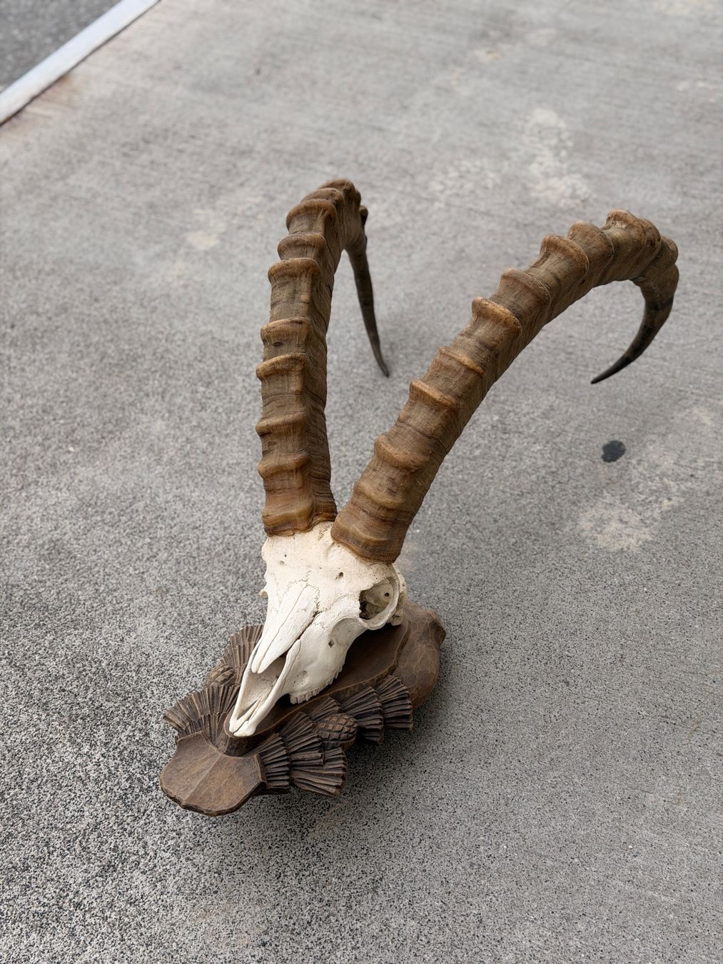 Monde des animaux: Steinbock Geweih – D'occasion à Küsnacht ZH par Icon21 2