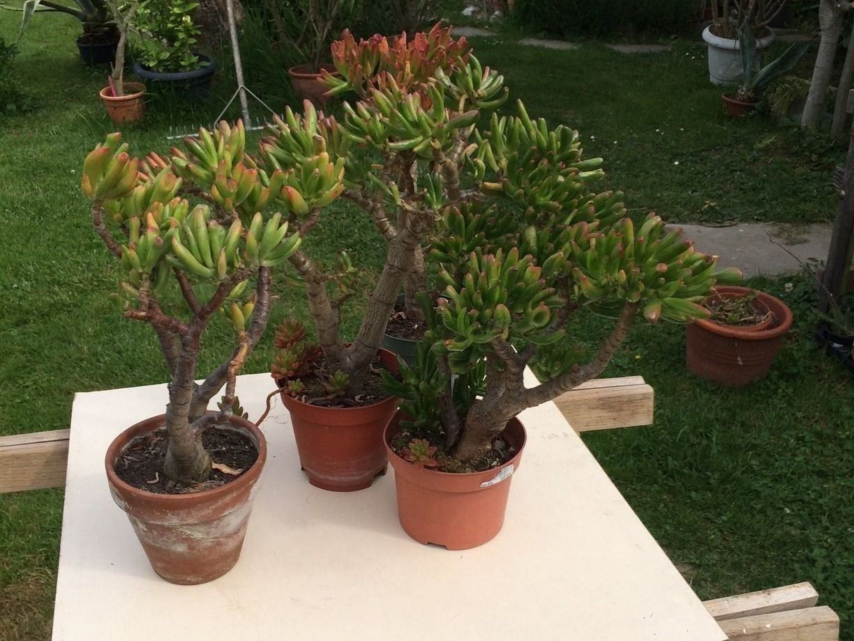 Piante & sementi: Crassula argantea – Usato da Vinelz venduto da Wellensittich55 2