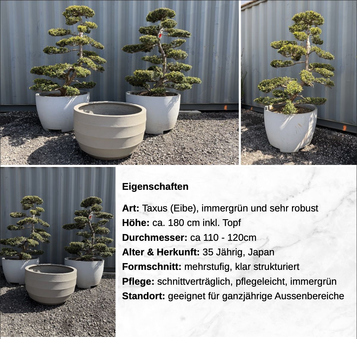 Piante & sementi: 2x Taxus Eiben Gartenbonsai Formschnitt, 35-jährig, Topf – Nuovo (secondo la descrizione) da Root venduto da Jo.Di 3