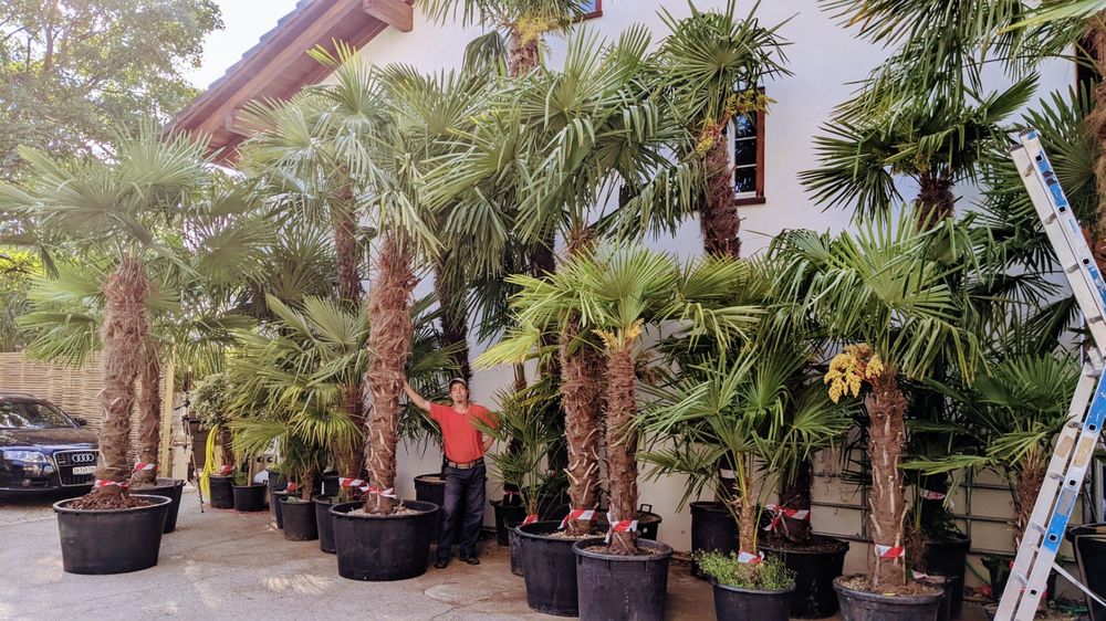 Tessinerpalme Hanf Palme Schweizer Zucht 1.9m 30cm Stamm Kaufen auf