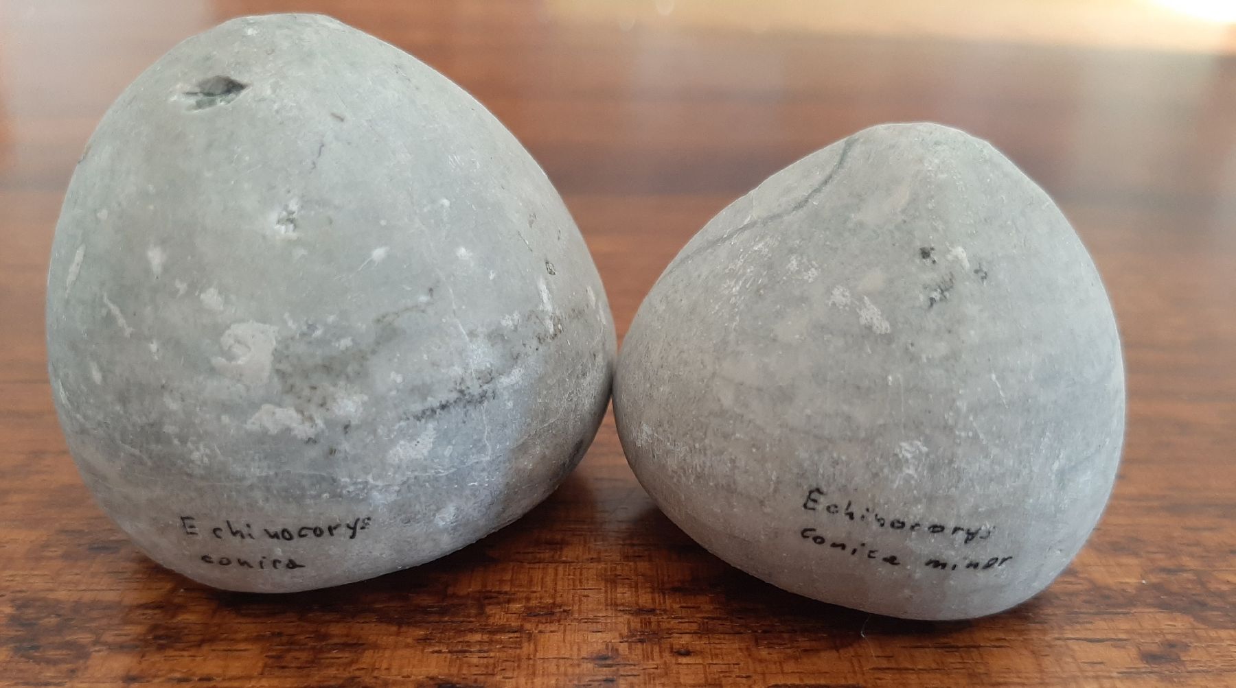 Fossilien: Seeigel Fossil 2 Stück Deutschland – Gebraucht aus Rickenbach BL von Oktober68 1