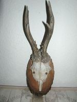 Rehbock Gehörn Trophäe Jagd Deko Hirschgeweih Dekoration ...