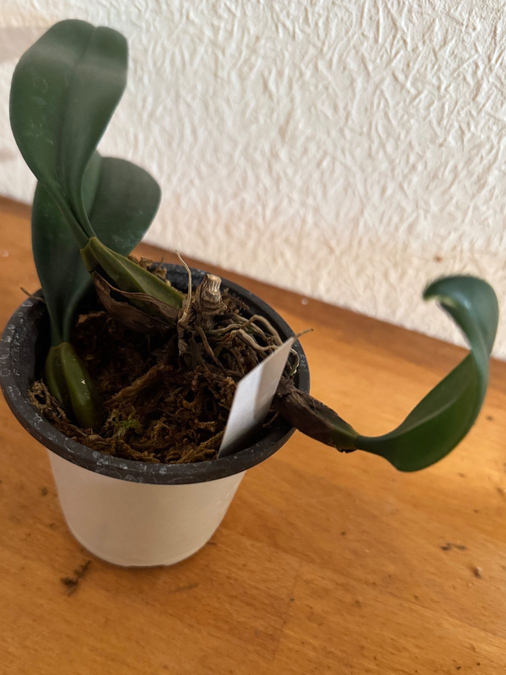Plantes & graines: Bulbophyllum Elisabeth Ann 'Buckleberry' – D'occasion à Männedorf par mrclst 3
