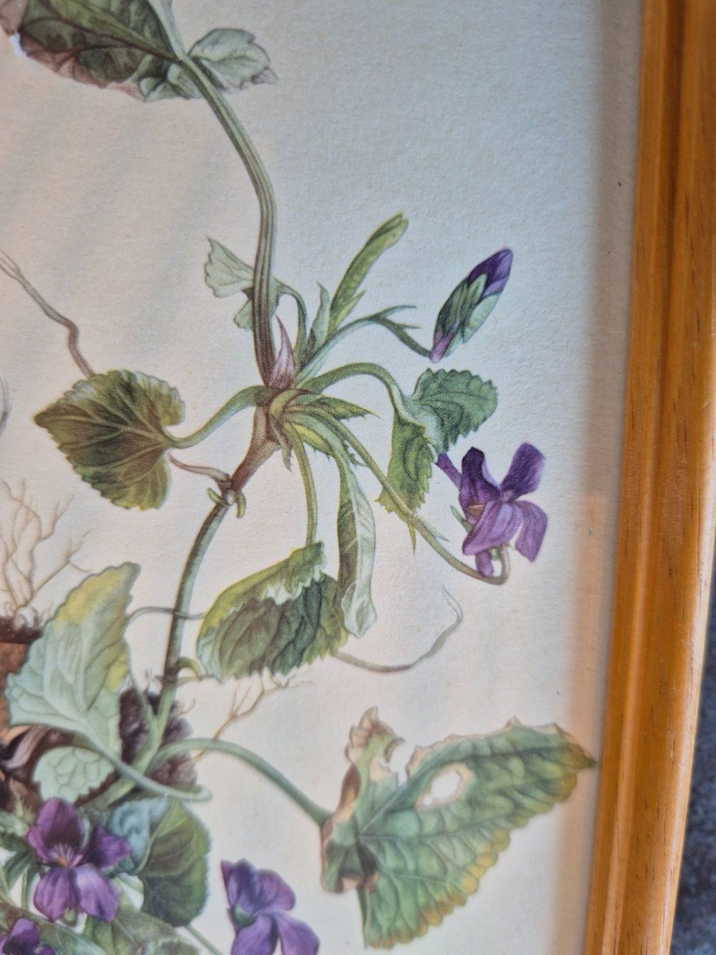 Posters & Illustrations: Bild Viola odorata botanisch gerahmt 1958 – D'occasion à Bern par aronari 2