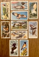 1957 - 10 Vintage BIRD PORTRAITS Sammelbilder England