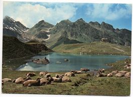 WANGS Wangsersee mit Pizolhütte, Kühe, Stempel Berggasthaus