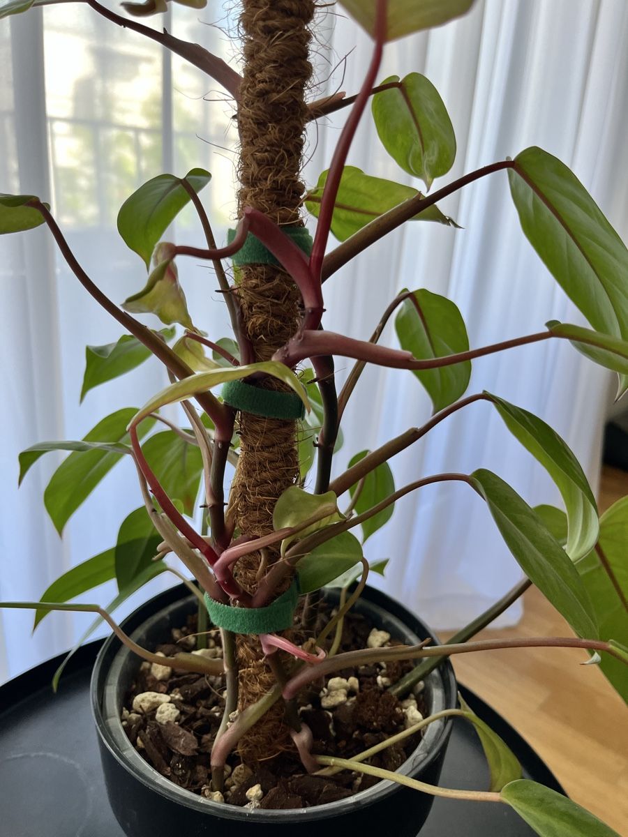 Piante & sementi: Philodendron painted lady – Usato da Uster venduto da ke114 2