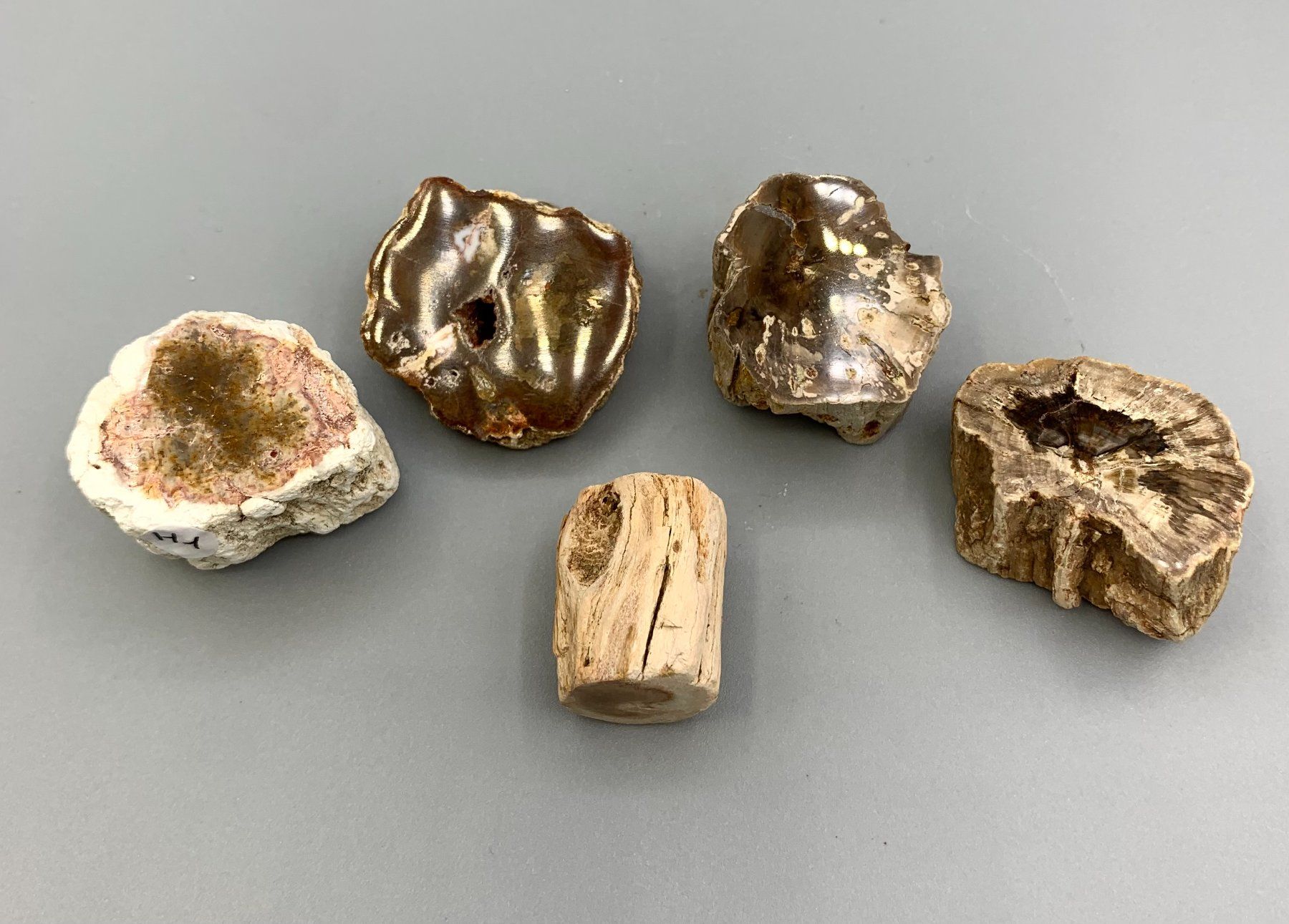Fossiles: Fossiles Holz - Ästchen und Stämmchen – Neuf (Voir description) à Samstagern par Spliti