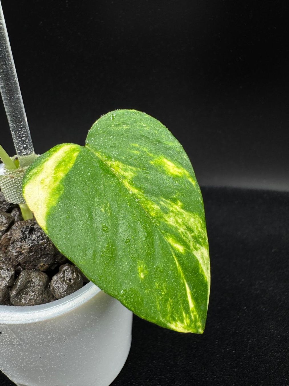 Piante & sementi: Epipremnum aureum 'Teruno Bumpy' - Semihydro – Nuovo (secondo la descrizione) da Bühler venduto da googelibear 2