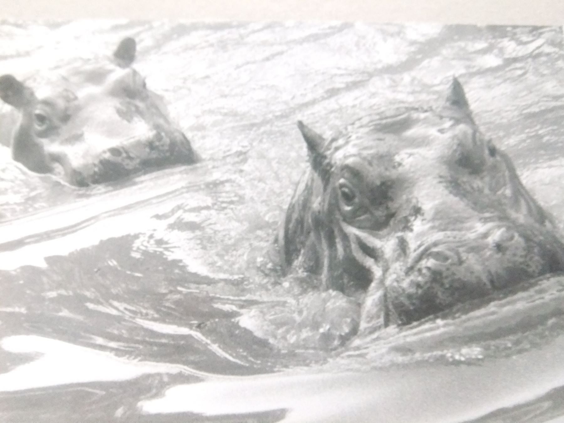 Foto & Immagini: Tiere / signiert Hess Jörg – Usato da Esslingen venduto da eintagammeer 2