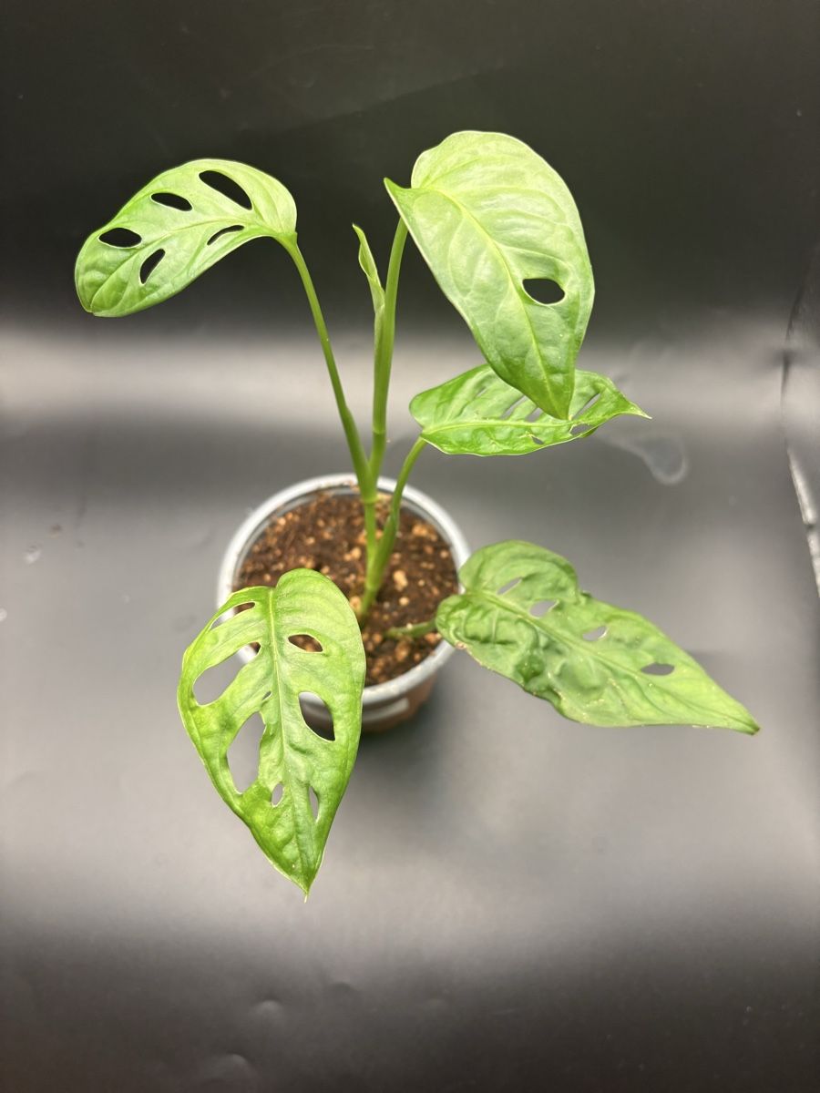 Piante & sementi: Monstera Adansonii (1-1) – Nuovo e nell'imballaggio originale da Basel venduto da Pink_White