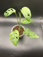 Monstera Adansonii (1-1)