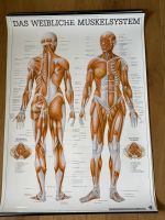 Lehrtafel Poster "Das weibliche Muskelsystem"