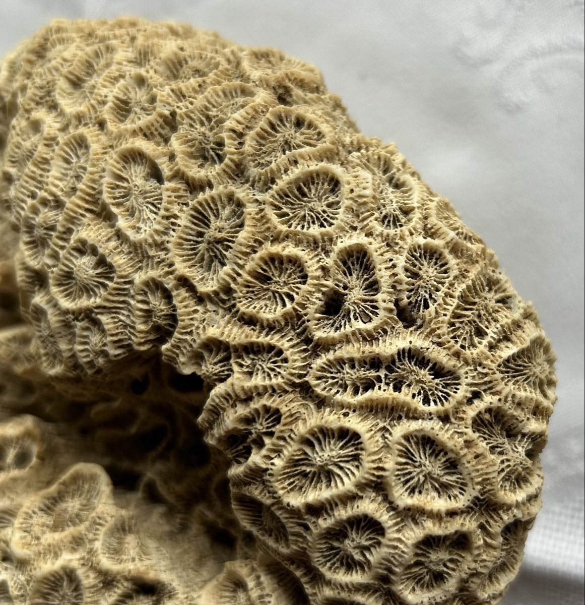 Fossili: Grosses fossiles Korallenexemplar – Usato da Lengnau AG venduto da Mefari