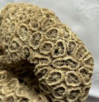 Grosses fossiles Korallenexemplar