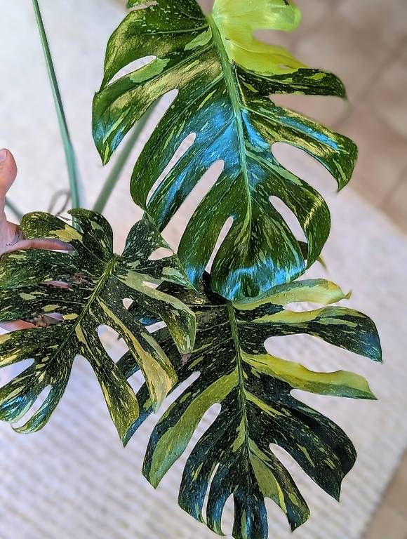 Pflanzen & Samen: Monstera Deliciosa Electrolyte/ Electrolight Variegata – Neu (gemäss Beschreibung) aus Faulensee von plantmama 5