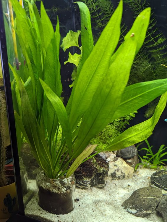 16 Aquarienpflanzen (Hornblatt, Pistia, Echinodorus) Kaufen auf Ricardo