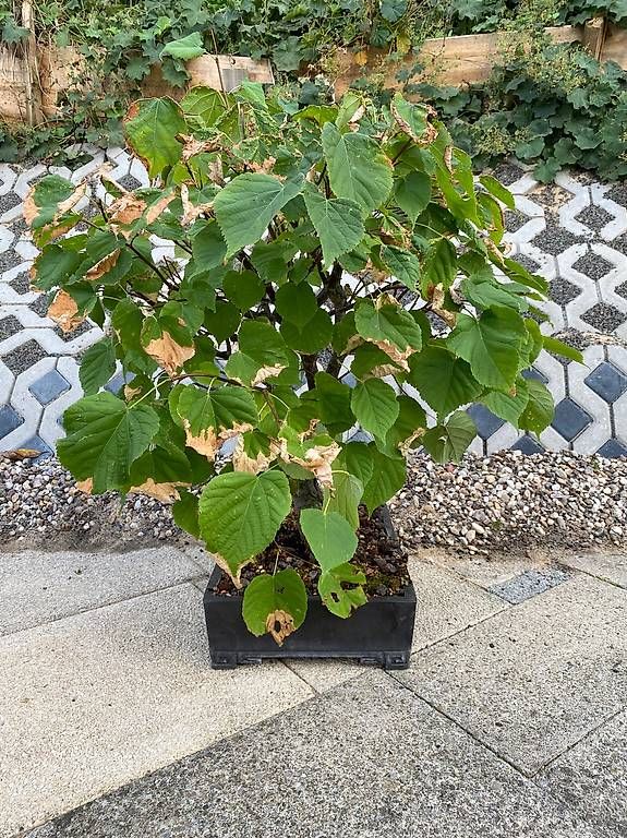 Pflanzen & Samen: Bonsai Linde mit Original-Bonsaischale – Gebraucht aus Allenwinden von guetzli20 3