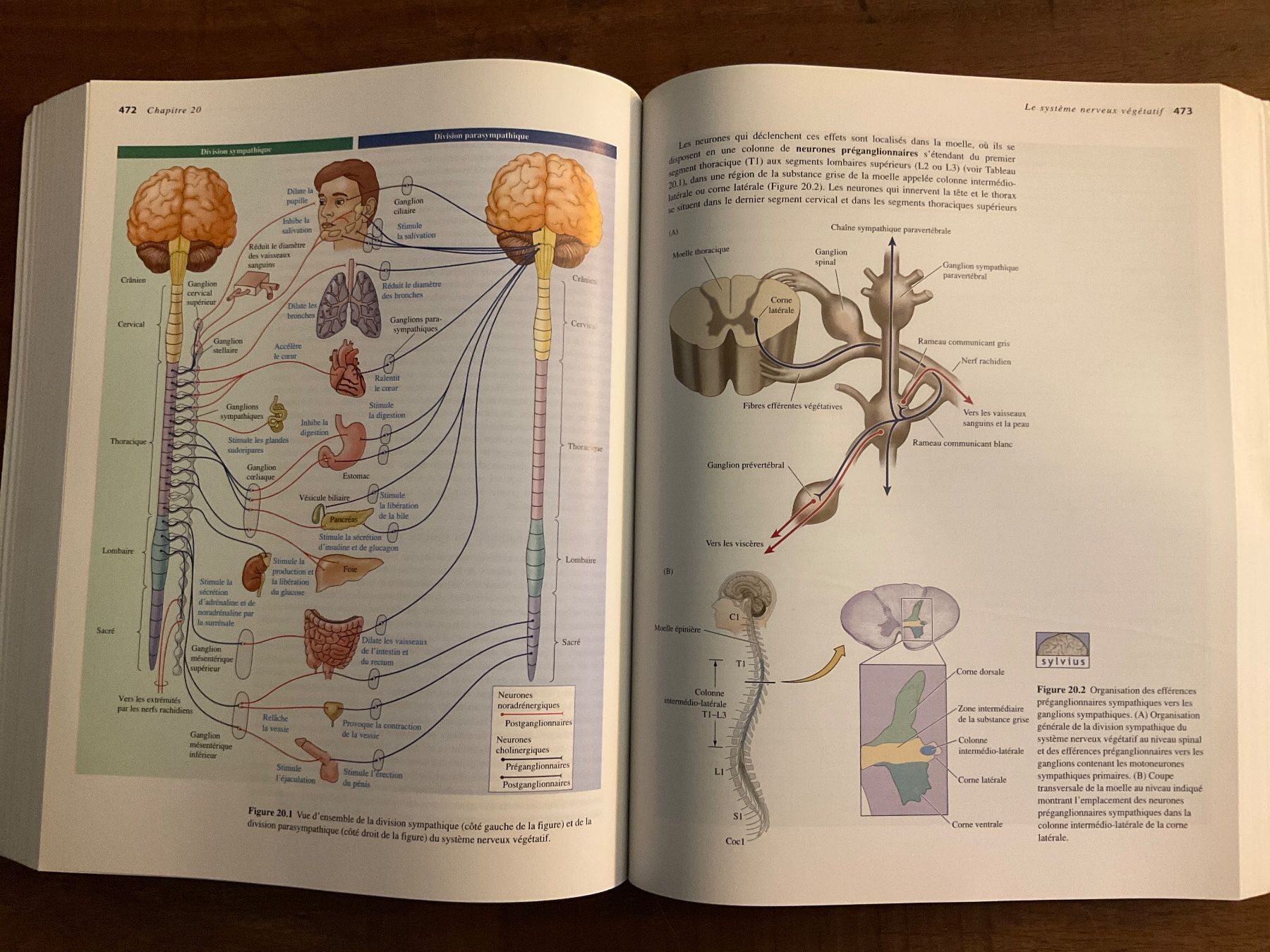 Libri: Neurosciences - Purves - 3ème édition - sans Cd – Usato da Avenches venduto da Lactobacille 6