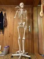 Anatomisches Skelett Modell auf Rollfuss guter Zustand