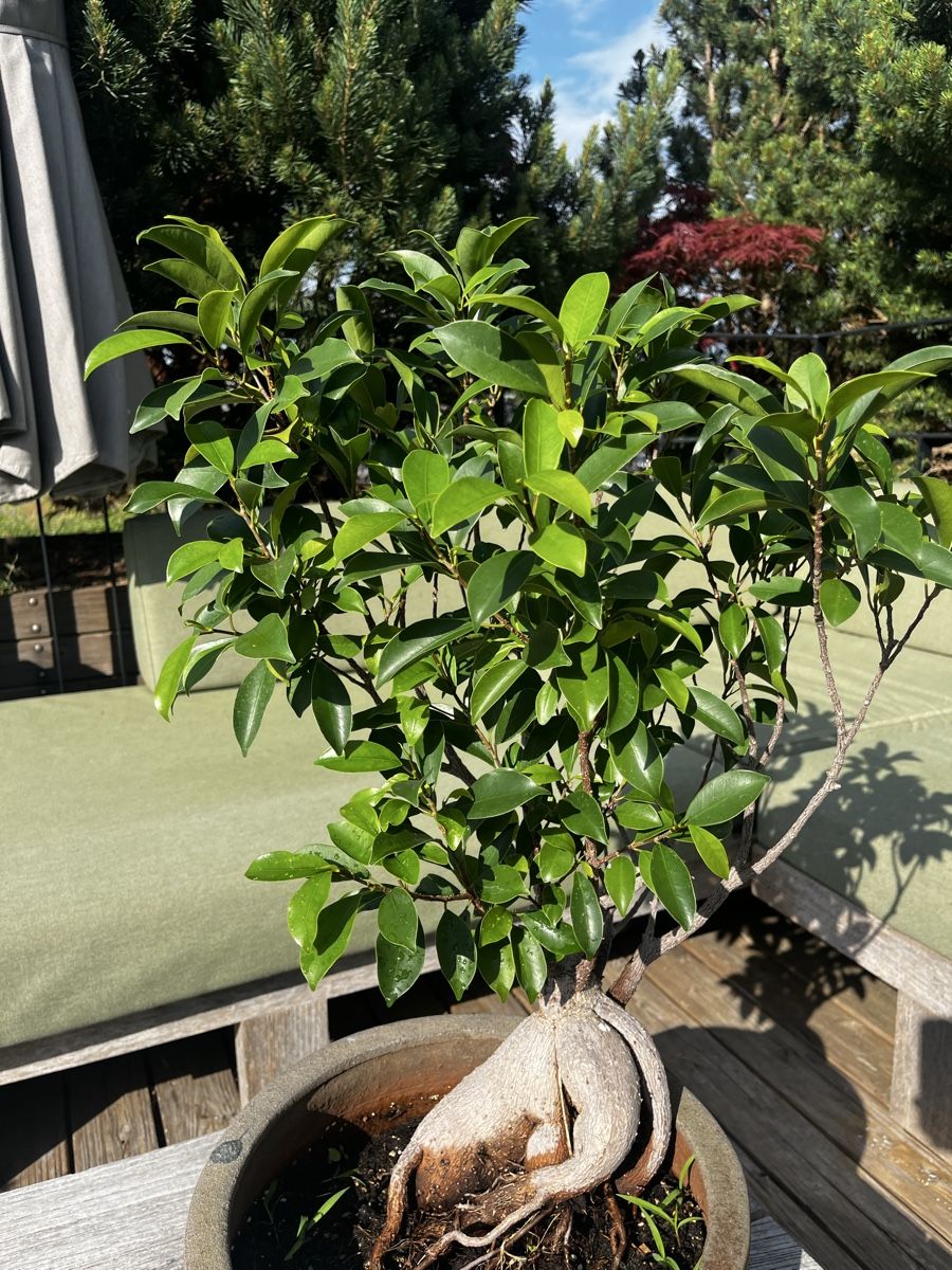 Piante & sementi: Wunderschöner Ficus im Steinguttopf – Usato da Zürich venduto da Nat_Ascha 3