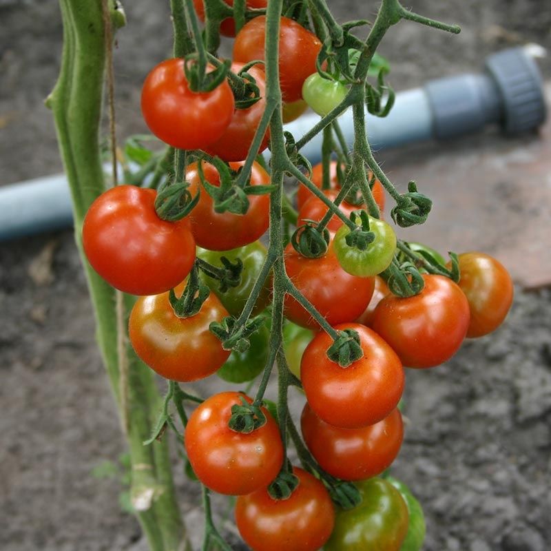 Piante & sementi: 30 Samen Tomate CERISE Kirschtomate Stabtomate Cocktail – Nuovo (secondo la descrizione) da Ehrendingen venduto da VerveinaSamen 2