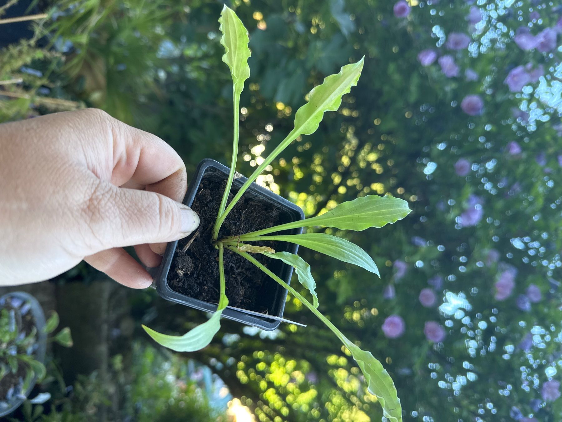Piante & sementi: Hosta dragon tails 5 – Usato da Lajoux JU venduto da Briard0 1
