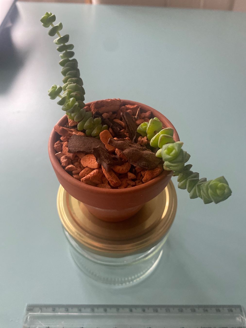 Piante & sementi: Felsendickblatt Sukulente ' Crassula' Baby – Nuovo (secondo la descrizione) da Zürich venduto da echt01 2
